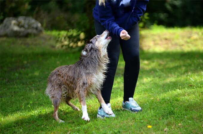 pet liability coverage